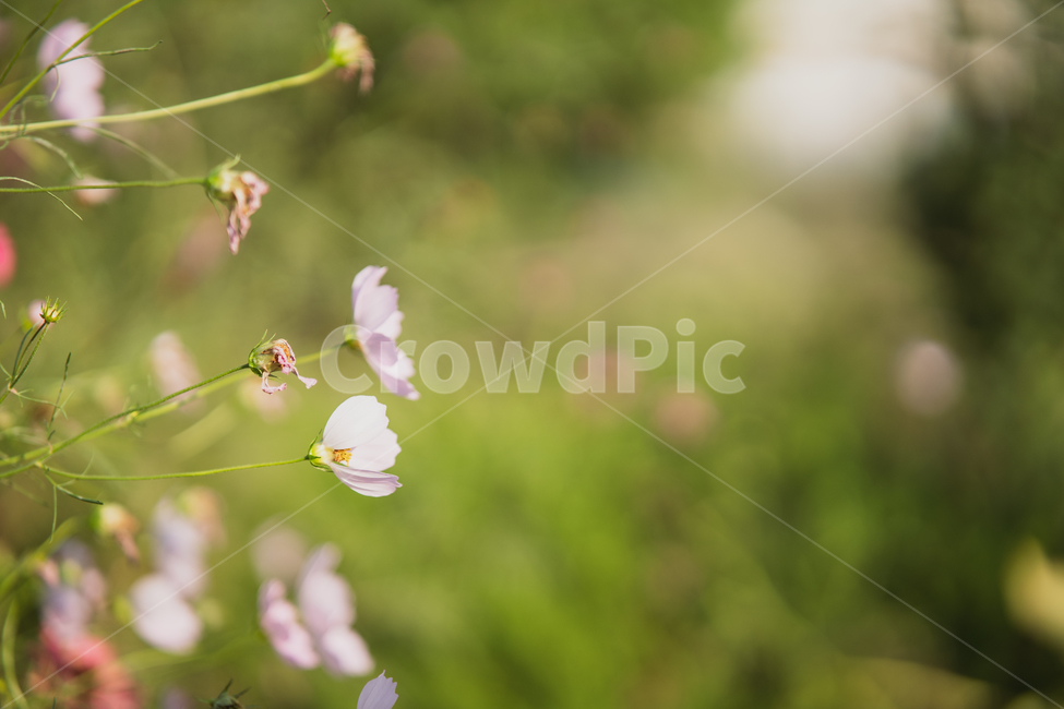 flowers,plant,botanical,꽃,식물,식물,자연,plants,nature,꽃,flower