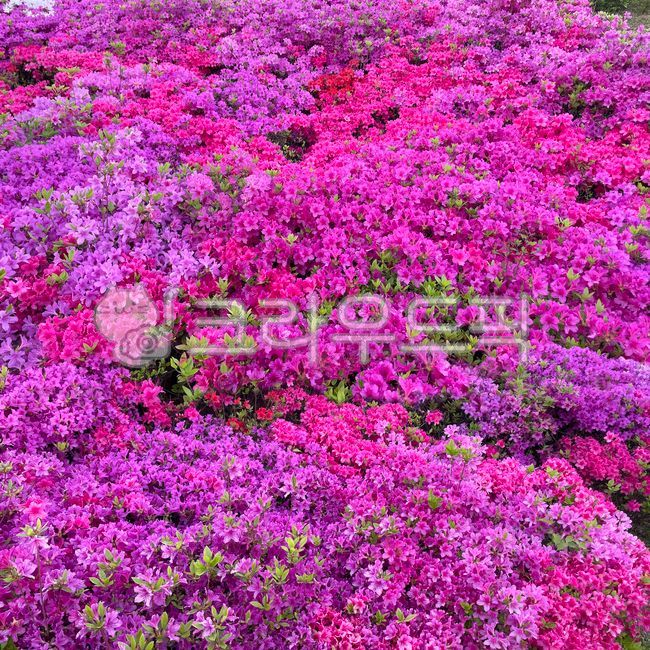 spring,pink,nature,background,season,purple,flower garden,azalea,flower background,flower