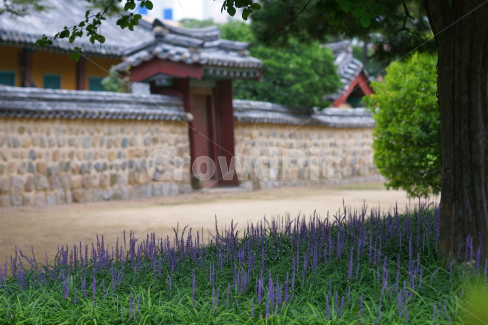 맥문동,김해,왕릉,여름,기와,마당,한옥,한국전통,한국문화,korean traditional,korean culture,건축물,건물외관,exterior,building,structure,architecture,construction