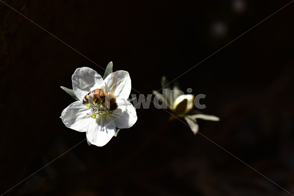 바람꽃,야생화,이른봄,은련화,흰색,다년생,식물,자연,plants,nature,꽃,flower,동물,animal,곤충,벌레,insect,bug