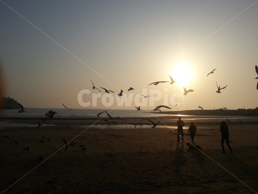 바다,일몰,새,갈매기,석양,가을,자연,풍경,nature,landscape,bird,animal,동물,outdoors,옥외