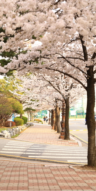 봄,벚꽃,길,캠퍼스,풍경,landscape,꽃,flower,road,봄,계절,spring,season,식물,자연,plants,nature,나무,trees,wood,plant,blossom