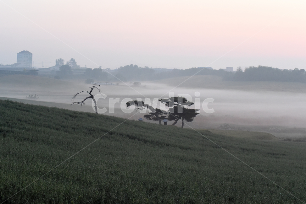 동틀녁,안개,물안개,나무,tree,fog,자연,풍경,nature,landscape,weather,날씨,outdoors,옥외,mist
