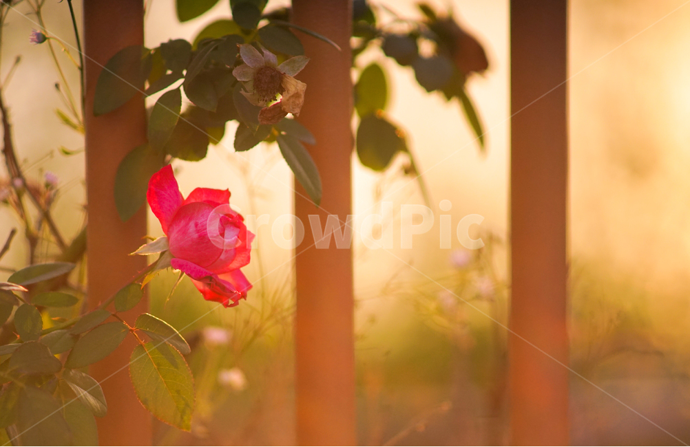 장미,꽃,장미꽃,장미넝쿨,울타리,식물,자연,plants,nature,꽃,flower,감성,sensible,feeling