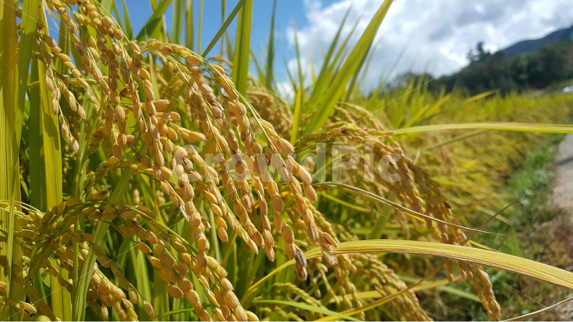 벼,가을,논,밭,쌀,곡류,곡식,cereals,산업,industry,industrial,농업,농사,agriculture,farming,farming industry