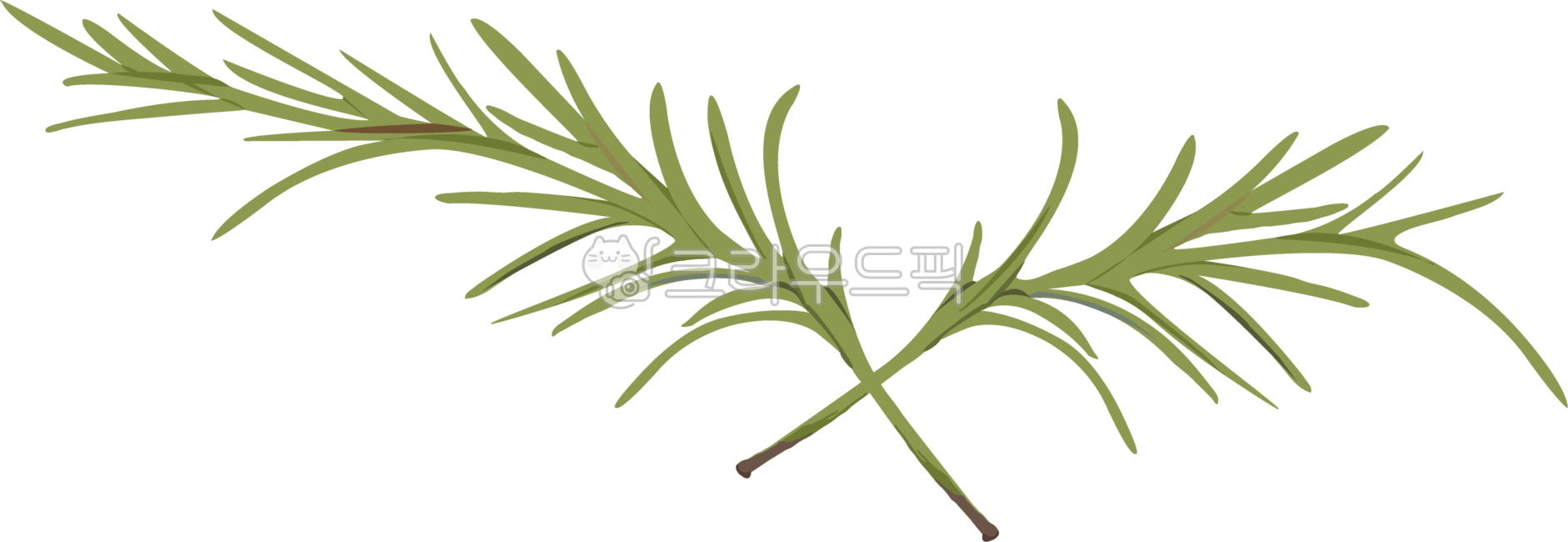 로즈마리,로즈마리잎,잎사귀,잎,식물,구과식물