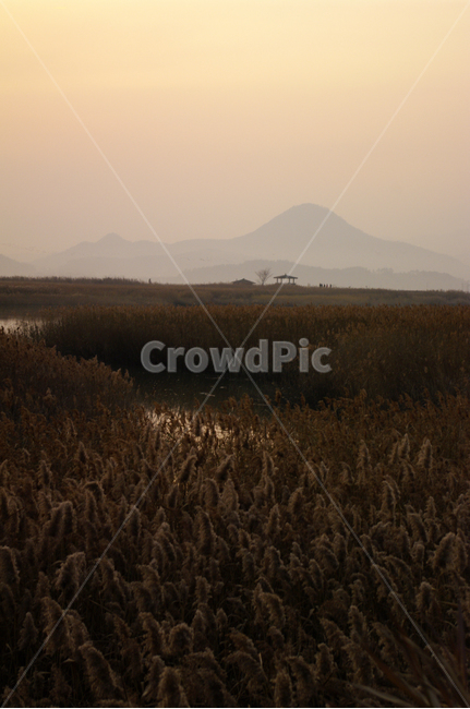 순천만,노을,풍경,하늘,갈대밭,갈대,식물,plant,가을,계절,fall,autumn,season,자연,풍경,nature,landscape,grass,잔디