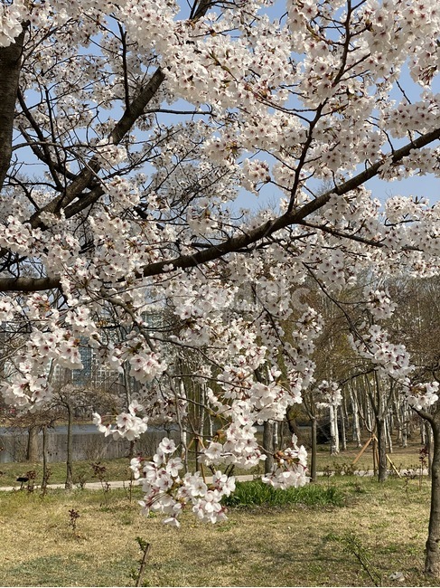 plant,식물,blossom,flower,꽃