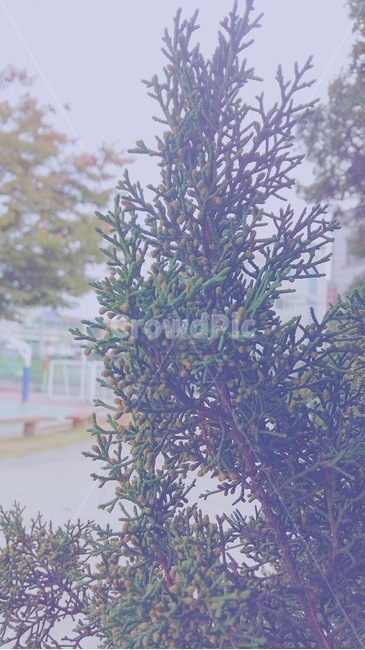 식물,초목,자연,운동장,풍경