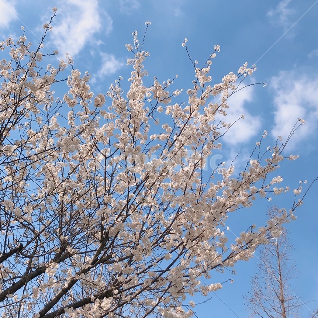 벚꽃,season,spring,봄,벚꽃나무,봄,계절,spring,season,plant,식물