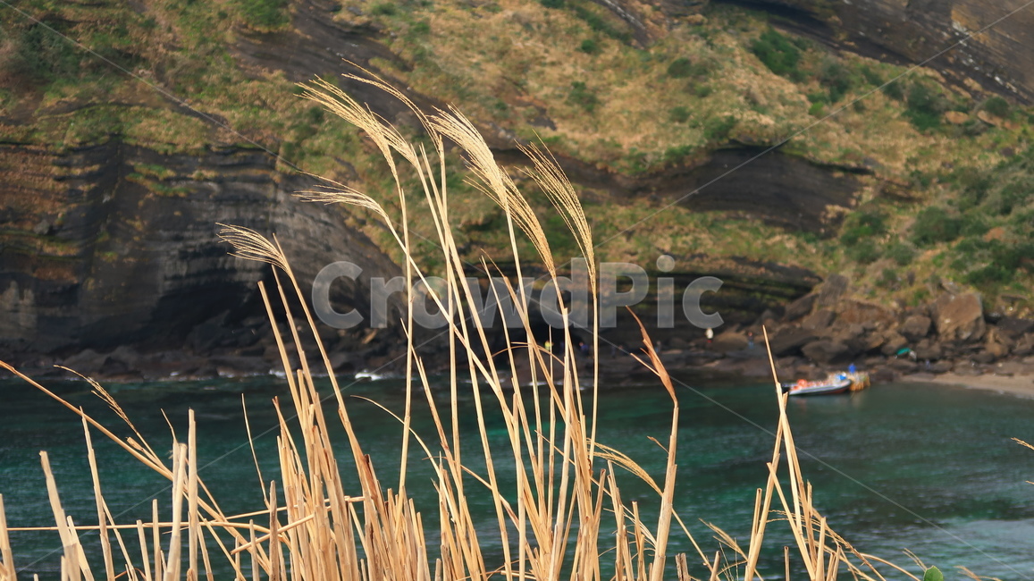 jeju,jejuisland,제주도,sea,stone,돌,바위,자연,nature,rock,reed,갈대,억새,자연,풍경,nature,landscape