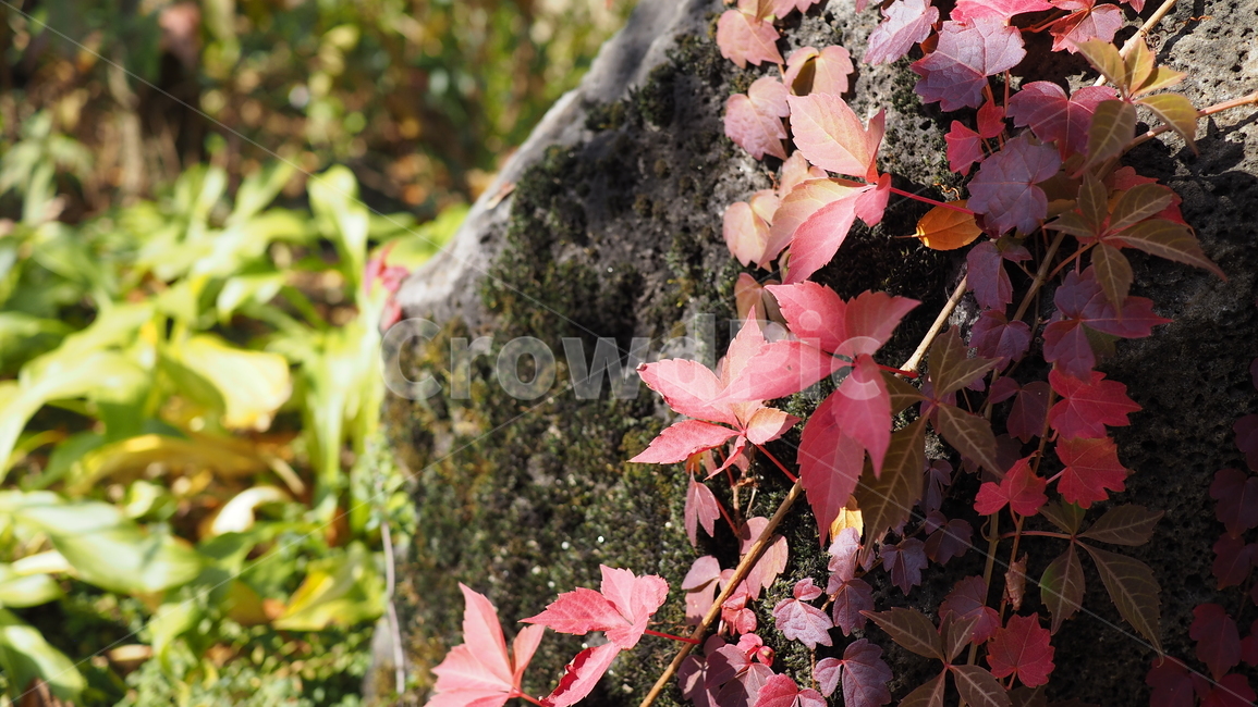 식물,잎,단풍,가을,덩쿨,leaf,plant,autumn,vine,가을,계절,fall,autumn,season,tree,나무