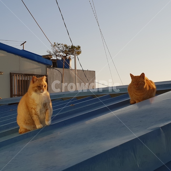 고양이,동물,야옹이,냥이,귀여움,동물,animal,포유류,mammal,고양이,cat,kitten,kitty