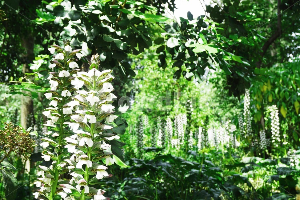 꽃,flower,blossom,식물,plant
