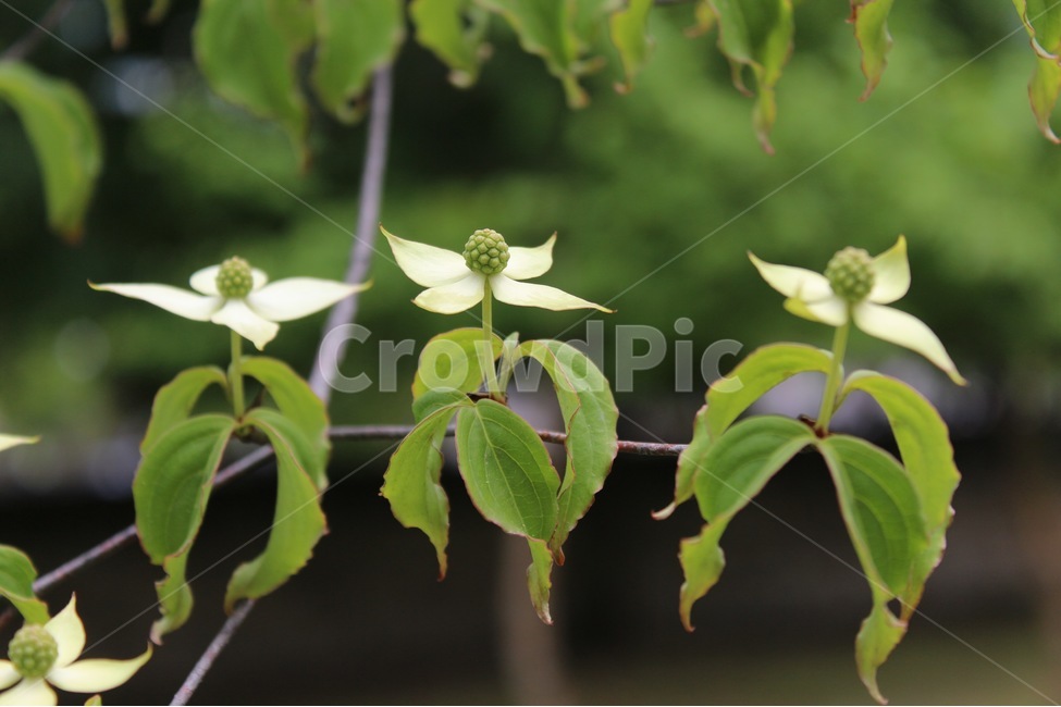 꽃,꽃봉우리,나무,나뭇잎,식물,식물,자연,plants,nature