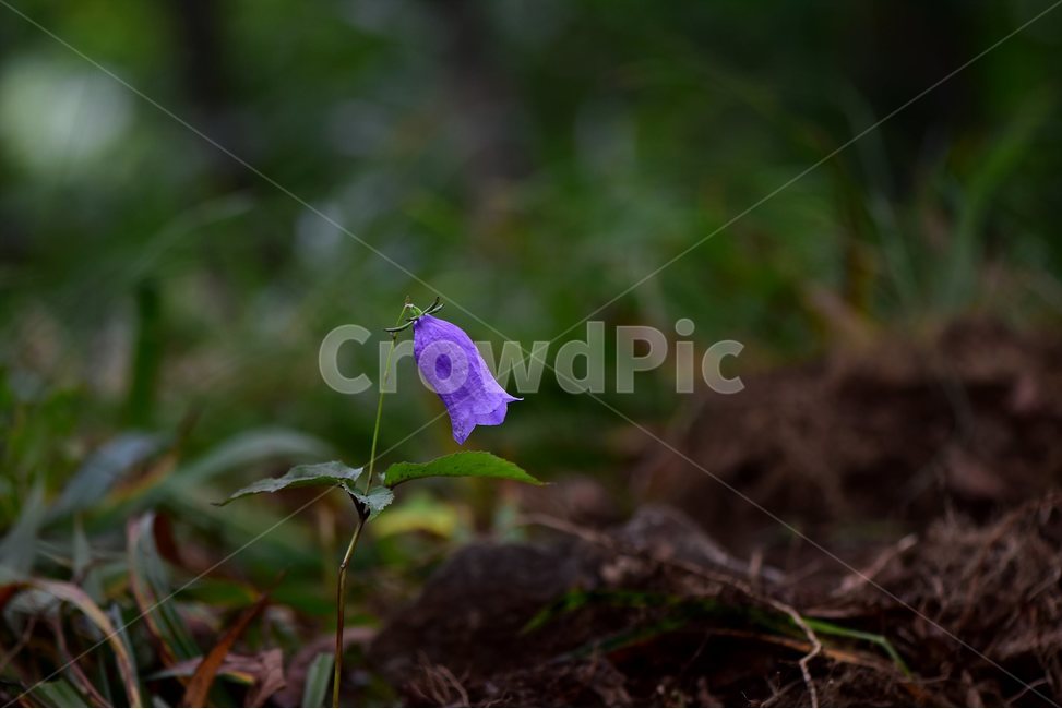 금강초롱꽃,야생화,식물,자연,꽃,생태,힐링,플라워,wildflower,flower,plants,nature,season,감성,느낌,emotion,feeling,여름,여러해살이풀,초롱꽃과,금강초록꽃속,자주색,식물,자연,plants,nature,꽃,flower