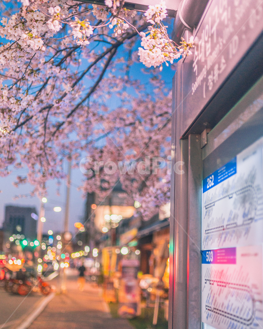 벚꽃,꽃,감성,감성사진,버스정류장,일몰,매직아워