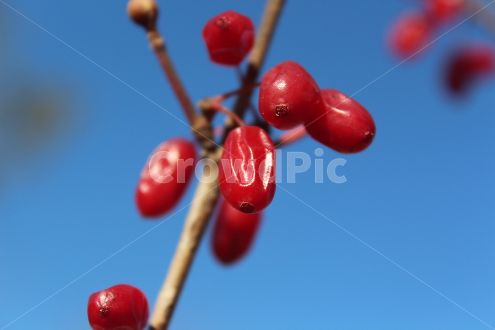plant,식물,fruit,열매,red
