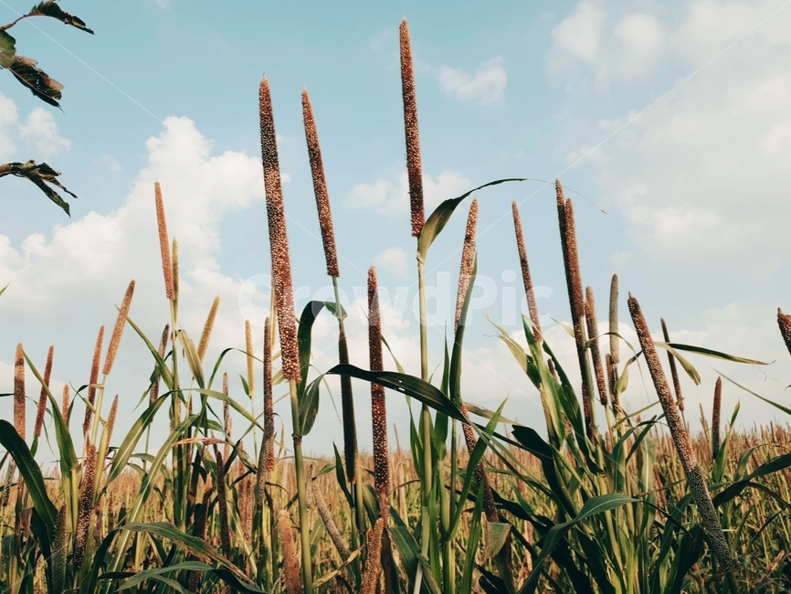 식물,갈대,가을,가을하늘,밀렛,식물,자연,plants,nature