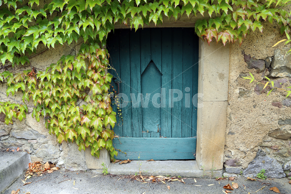 문,담쟁이,덩굴,벽,ivy,door,wall,brick,돌담,식물,plant