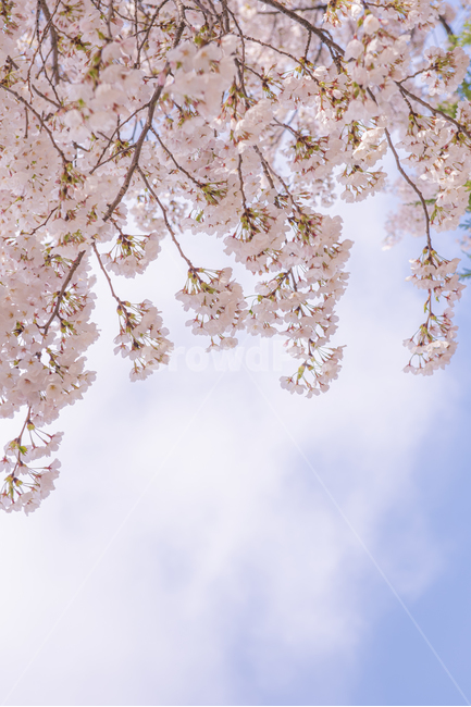 plant,식물,flower,꽃,blossom,벚꽃,벚꽃시즌,구름,하늘,핑크색꽃,핑크,pink,cherryblossom,봄날씨,봄,봄하늘,sky,cloud,식물,자연,plants,nature,꽃,flower