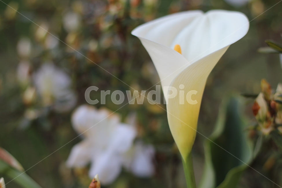 식물,꽃,flower,봄,따뜻함,아름다움,순수,식물,자연,plants,nature,꽃,flower