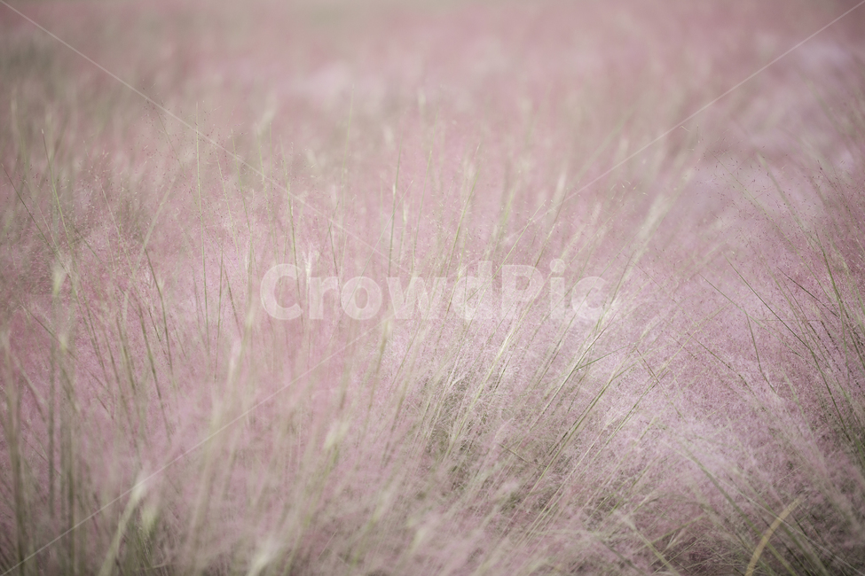 자연,가을,식물,꽃,핑크뮬리,핑크핑크,가을,계절,fall,autumn,season,grass,잔디,plant