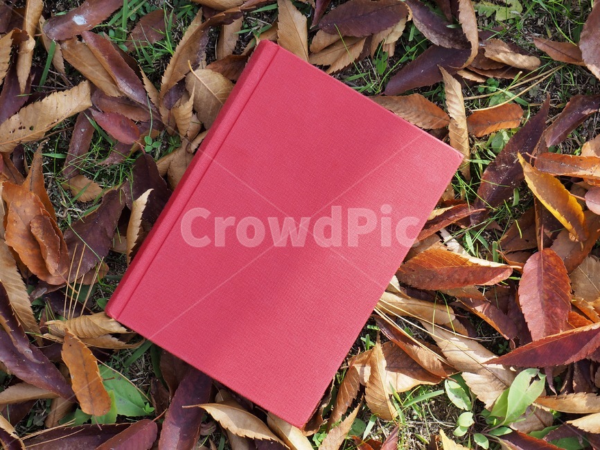 책,낙엽,단풍,잎,배경,도서,가을,빨간,자연,빨강색책,독서,book,deciduous,maple,leaf,background,books,autumn,red,nature,redbook,reading,가을,계절,fall,autumn,season,학용품,문구류,사무용품,school supplies,stationery,office supplies
