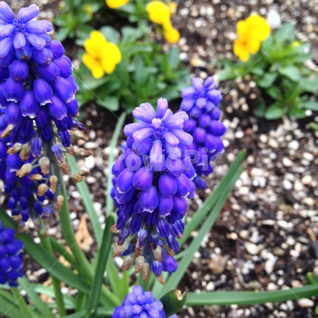 무스카리,무스커리,Grapehyacinth,Muscari,아스파라거스과,여러해살이풀,실망,남보라색꽃,비늘줄기,식용,식재,알뿌리,보라꽃,식물,꽃,Flower,식물,자연,plants,nature,꽃,flower