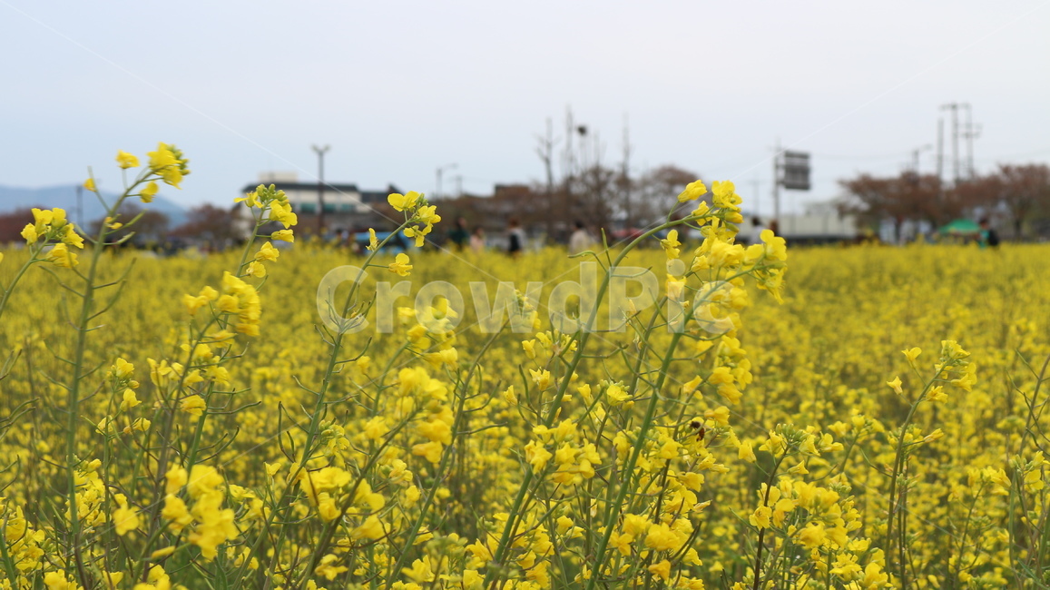 flower,유채꽃,봄날,감성사진,꽃밭,노란색,spring