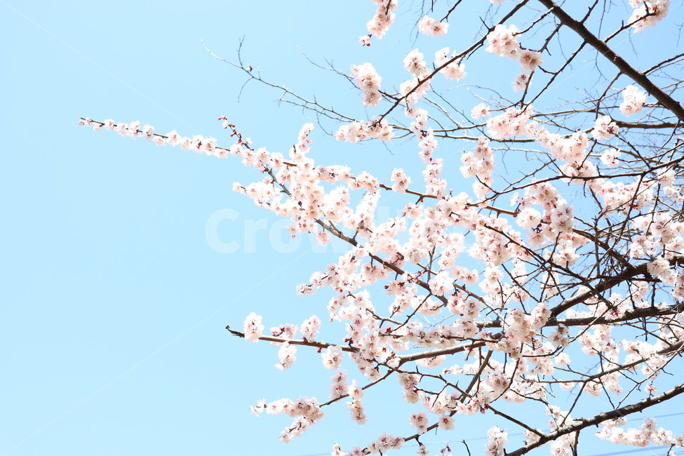 벚꽃,봄,봄꽃,분홍색,하늘