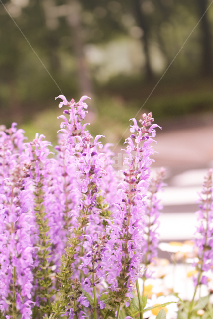 감성,감성사진,라벤더,꽃,도로,길가,자연,식물,자연,plants,nature,꽃,flower