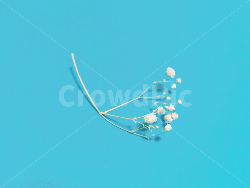 꽃,드라이플라워,색지,파란색,안개꽃,안개,자연,스튜디오,깨끗함,순수,맥자,장식품,파랑,프레임,결혼,기념일,식물,자연,plants,nature,꽃,flower,감성,sensible,feeling,색깔,색상,색채,색감,color sense,color sensitivity,feeling of color