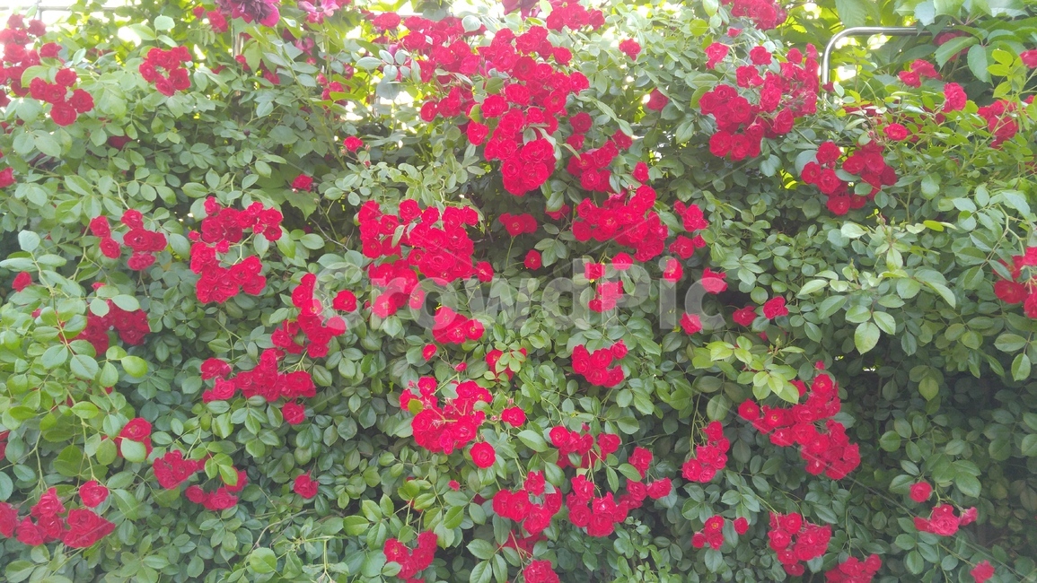 장미,붉은장미,꽃,붉은색,녹색,장미축제,식물,배경,감성,계절,사랑,rose,redroses,flower,red,green,rosefestival,flants,background,emotional,season,love