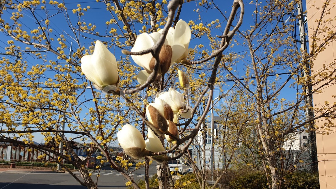 목련,봄꽃,꽃,나무,tree