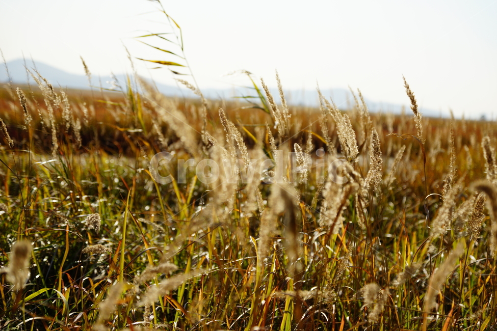 갈대,가을,빈티지,감성,고독,풍경,자연,가을,계절,fall,autumn,season,자연,풍경,nature,landscape,plant,식물,vegetable,야채,food,음식,grain,곡물,grass,잔디,vegetation,초목