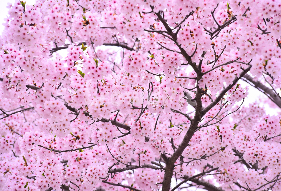 벚꽃,봄꽃,봄배경,분홍색꽃,핑크색,나무꽃,springflowers,시즌,계절,배경,cherryblossom,체리블러썸,바탕,season,백그라운드,야외,옥외,아웃도어,blossom,꽃,flower,식물,plant,한국자연경관