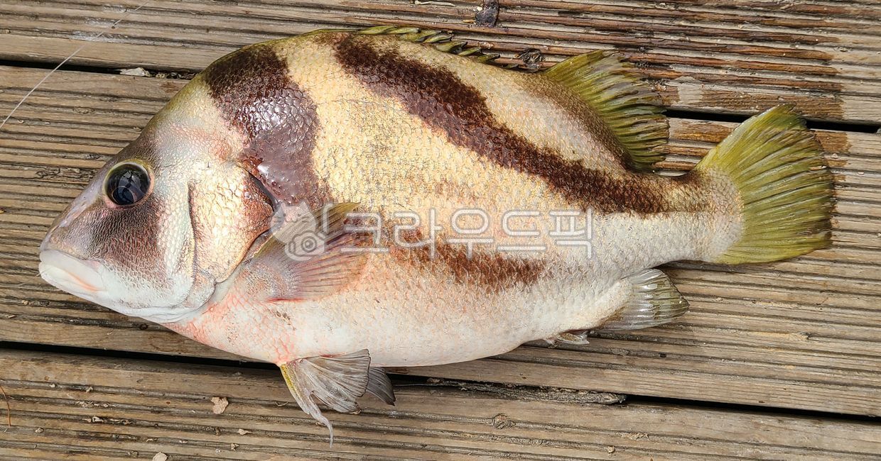 동물,해양생물,fish,sealife,물고기,돗돔,동갈돗돔,도미,돔,낚시터고기,바다고기