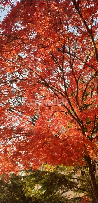 식물,단풍,나무,잎,단풍나무,가을,낙엽,plant,maple,tree,leaf,fall,autumn,koreamaple