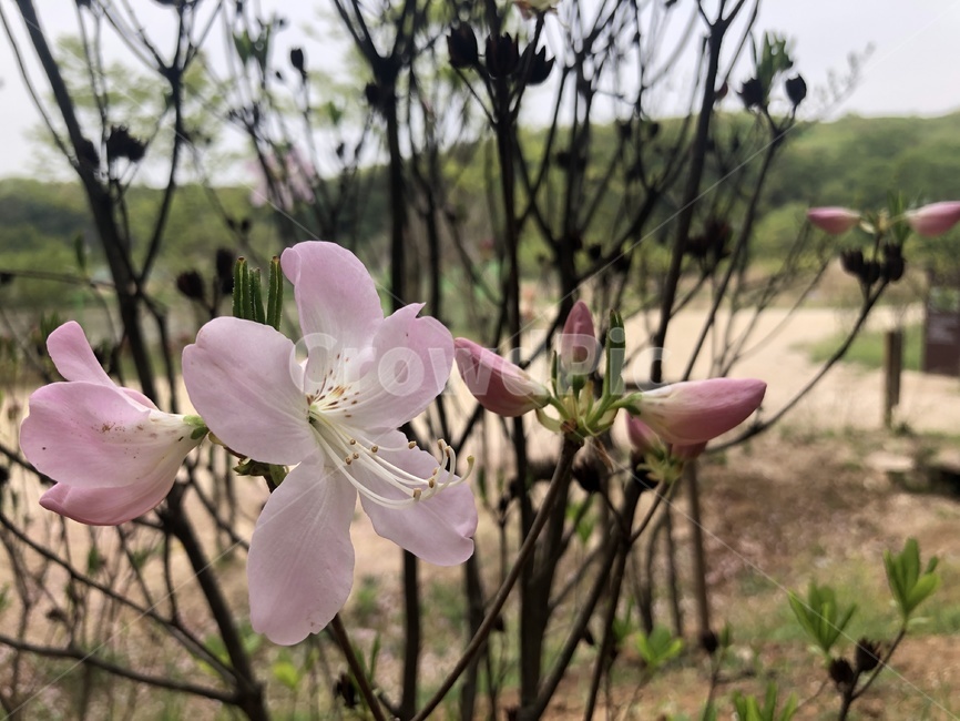 봄,산책,꽃,산길,철쭉