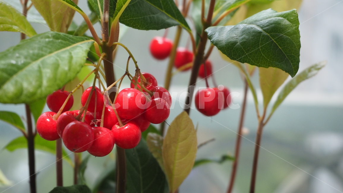천냥금,아웃포커스,식물,열매,빨간색,식물,자연,plants,nature,과일,열매,fruit