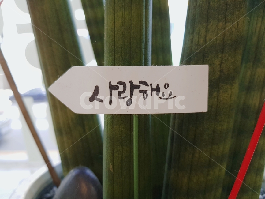 사랑,고백,식물,plant,love