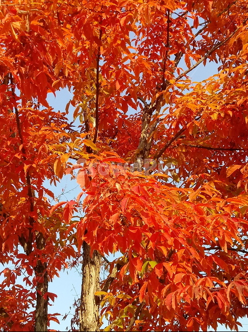 낙엽,단풍,leaf,나뭇잎,단풍나무,식물,자연,maple,나무,낙엽활엽관목,잎,붉은잎,가을,계절,fall,autumn,season,식물,자연,plants,nature,plant,tree