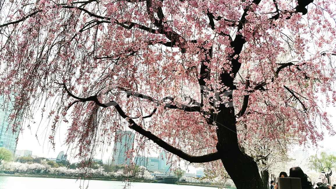 cherryblossom,벚꽃,꽃,flower,호수