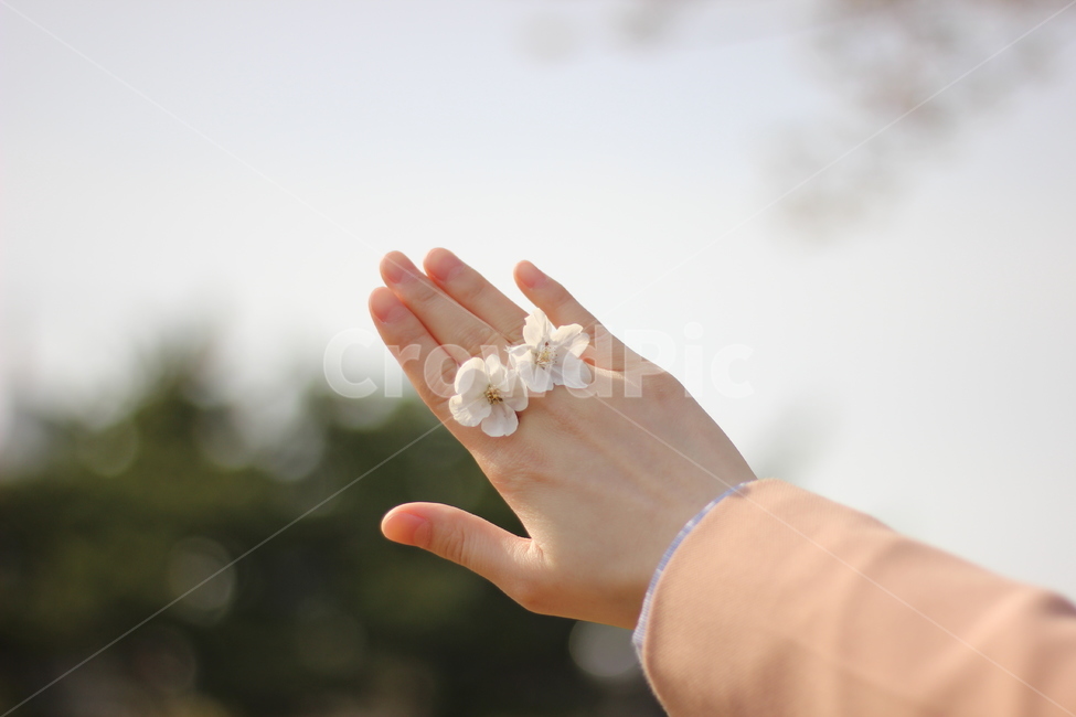 봄,봄꽃,벚꽃,꽃,spring,springtime,cherryblossom,landscape,scenery,flower,picture,풍경,감성,감성사진,봄,계절,spring,season,꽃,flower,nature,자연