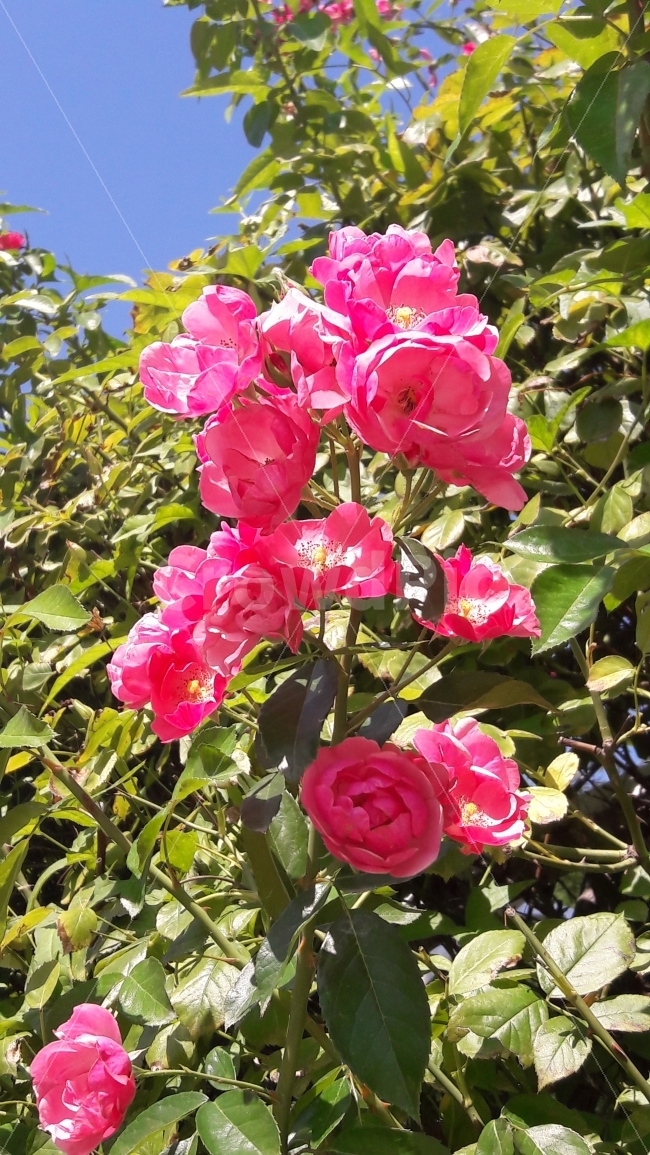 장미,꽃,넝쿨,가시,자유공원,식물,자연,plants,nature,꽃,flower