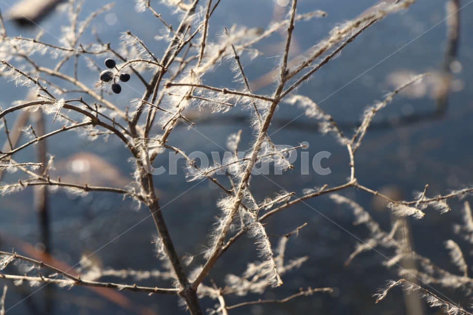 열매,블루,겨울,풍경,강가,겨울,계절,winter,season,식물,자연,plants,nature