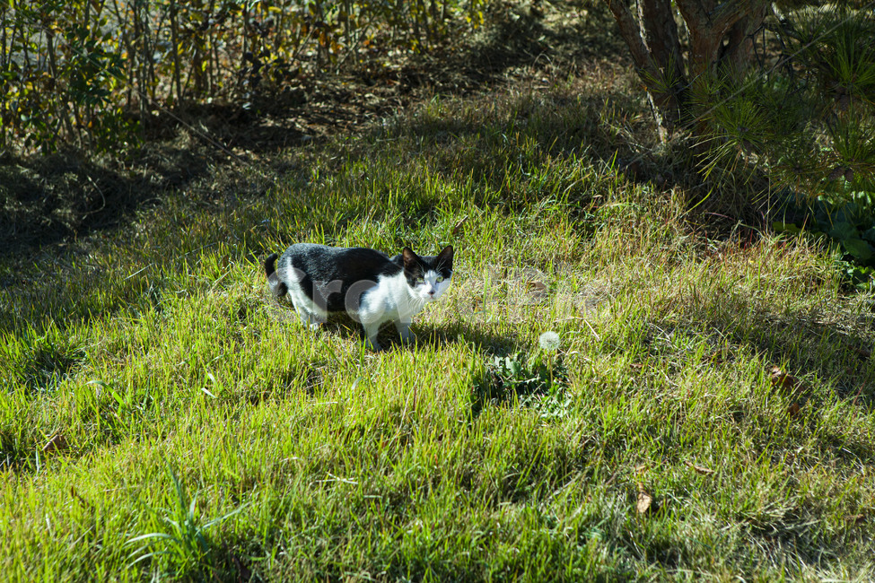 고양이,잔디밭,공원,나무,풀,cat,동물,animal,포유류,mammal,고양이,cat,kitten,kitty