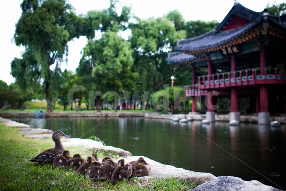 남원,광한루원,오리,자연,풍경,랜드마크,landmark,tourist attraction,한국전통,한국문화,korean traditional,korean culture,동물,animal,조류,새,birds