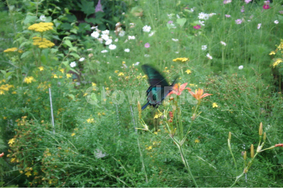 나비,자연,경관,자연경관,곤충,나비와꽃,식물,자연,plants,nature,꽃,flower,동물,animal,곤충,벌레,insect,bug